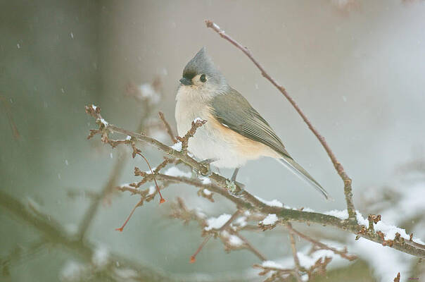 Wall Art - Photograph - It May Be Cold But I Still Have My Looks by Kristin Hatt