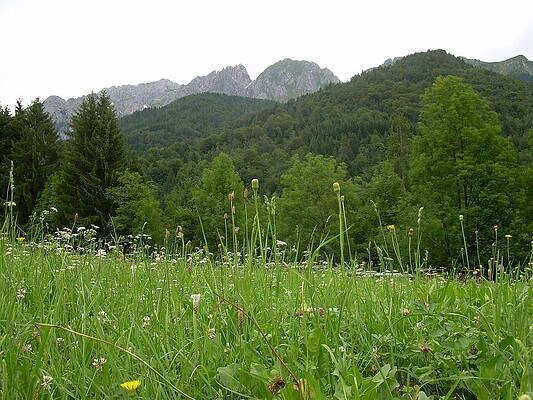 Italian Wildflowers by Joseph Litzinger Italian Wildflowers by Joseph Litzinger