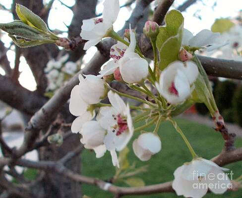 it's spring time II by Valerie Shaffer it's spring time II by Valerie Shaffer