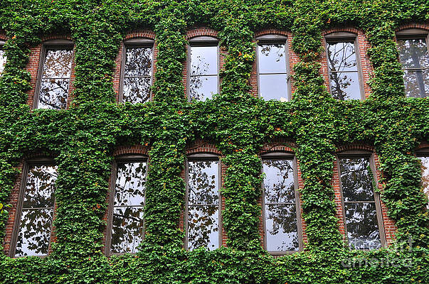 Wall Art - Photograph - Ivy Covered Office Building in Seattle by Gary Whitton