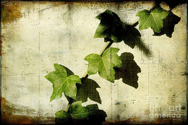 Ivy by Ellen Cotton Ivy by Ellen Cotton