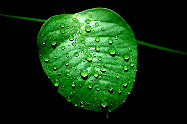 Ivy Rain by David Weeks Ivy Rain by David Weeks