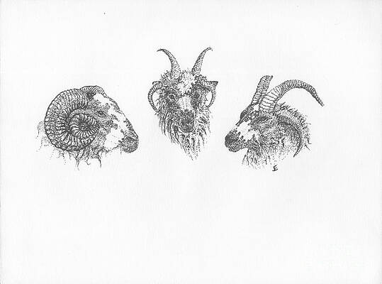 Wall Art - Drawing - Jacob Sheep by J E Vincent