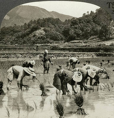 Wall Art - Photograph - Japan Agriculture, C1920 by Granger