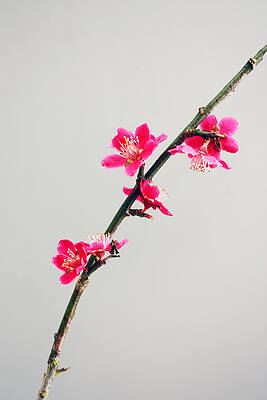 Japanese Apricot by Gerry Bates Japanese Apricot by Gerry Bates