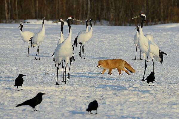 Wall Art - Photograph - Japanese Cranes And Red Fox In by Lucia Terui