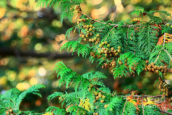 Wall Art - Photograph - Japanese Cypress in Fall Colors with Bokeh by Beverly Claire Kaiya