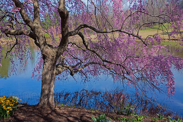 Japanese Weeping Cherry by Suzanne Stout Japanese Weeping Cherry by Suzanne Stout
