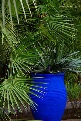Jardin de Majorelle by Phil Dyer Jardin de Majorelle by Phil Dyer