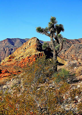 Jashua Tree by JOHN LANGDON Jashua Tree by JOHN LANGDON