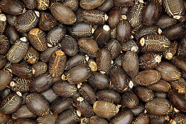 Wall Art - Photograph - Jatropha Curcas Seeds by Science Photo Library