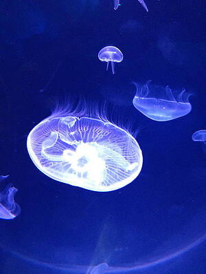 Jellyfish by John Fowler