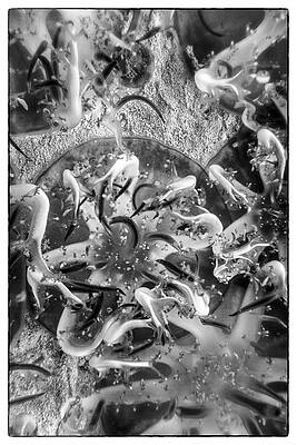 Jellyfish Upclose by Nancy Strahinic Jellyfish Upclose by Nancy Strahinic