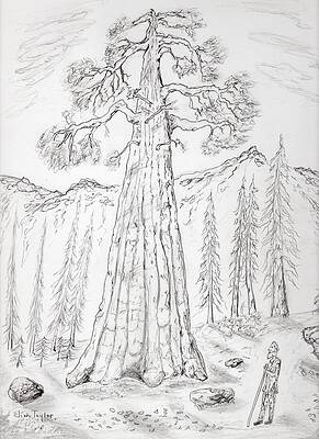 Wall Art - Drawing - John Muir In Yosemite by Jim Taylor