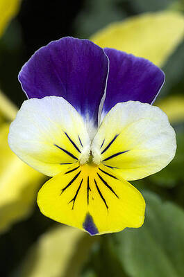 Wall Art - Photograph - Johnny Jump Up Blossom by John W. Bova