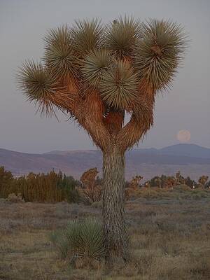 Joshua Tree and Harvest Moon Setting by Don Kreuter Joshua Tree and Harvest Moon Setting by Don Kreuter