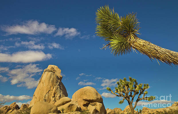Wall Art - Photograph - Joshua Tree Rocks And Sky by Yva Momatiuk John Eastcott