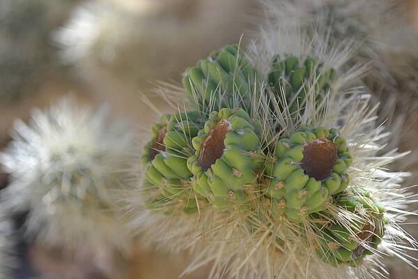 Wall Art - Photograph - Joshua Tree Cholla Cactus by Christine Owens