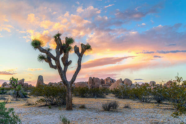 Wall Art - Photograph - Joshua Tree by Dustin LeFevre