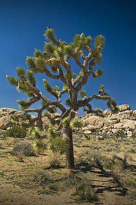 Wall Art - Photograph - Joshua Tree in Joshua Tree National Park No. 336 by Randall Nyhof