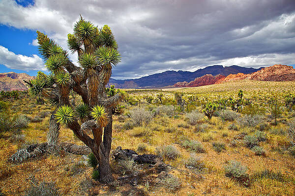 Joshua Tree in Red Rocks by Joseph Urbaszewski Joshua Tree in Red Rocks by Joseph Urbaszewski