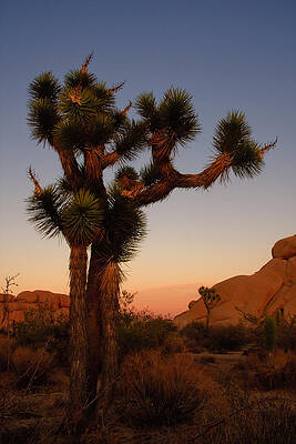 Wall Art - Photograph - Joshua Tree in the setting sun by Sue Leonard