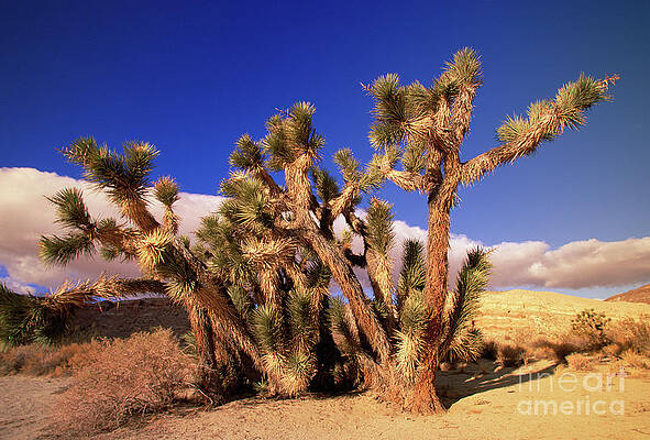 Wall Art - Photograph - Joshua Tree In Red Rock Canyon by Yva Momatiuk John Eastcott