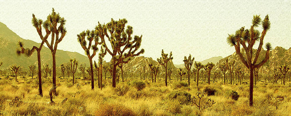 Wall Art - Photograph - Joshua Tree National Park by Ben and Raisa Gertsberg