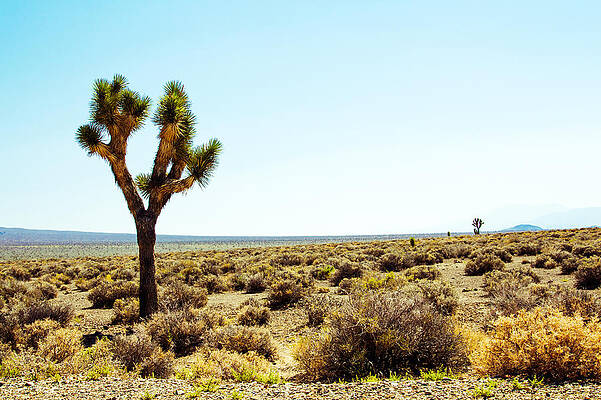 Wall Art - Photograph - Joshua Tree by Nicholas Blackwell
