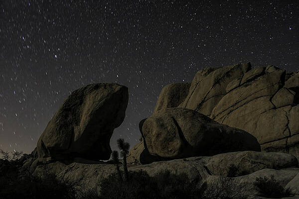 Joshua Tree Night Light by Daniel Caron