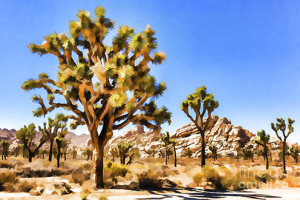 Joshua Tree Watercolor by Nicholas Pappagallo Jr Joshua Tree Watercolor by Nicholas Pappagallo Jr