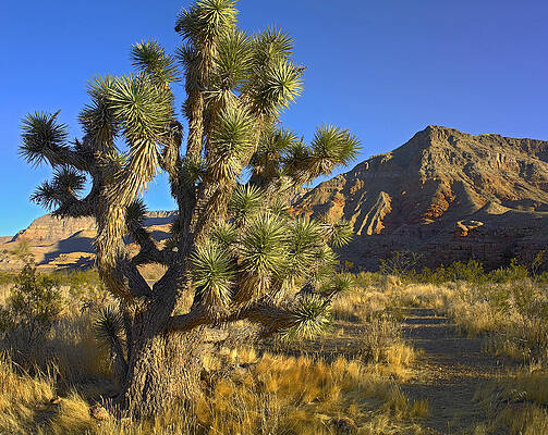 Wall Art - Photograph - Joshua Tree With The Virgin Mts Arizona by Tim Fitzharris