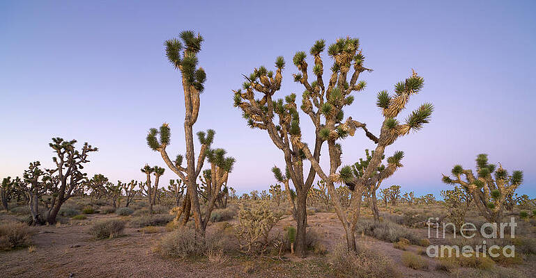 Wall Art - Photograph - Joshua Trees Nevada by Yva Momatiuk John Eastcott