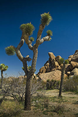 Wall Art - Photograph - California Joshua Trees in Joshua Tree National Park by the Mojave Desert by Randall Nyhof