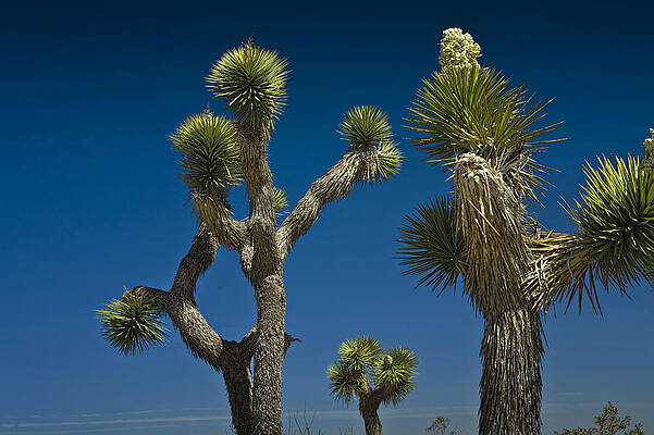 Wall Art - Photograph - Joshua Tree Branches against the Sky by Randall Nyhof