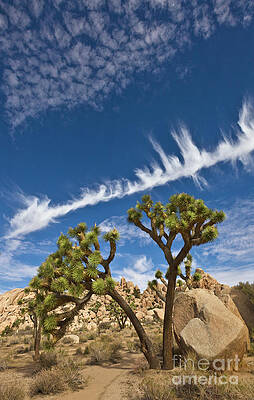 Wall Art - Photograph - Joshua Trees  in Joshua Tree Natl Park by Yva Momatiuk and John Eastcott