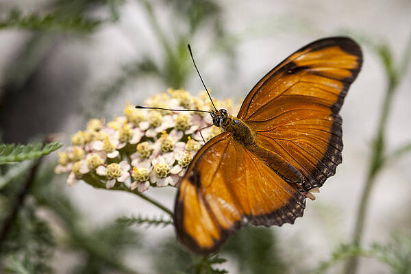 Wall Art - Photograph - Julia Butterfly by Adam Romanowicz