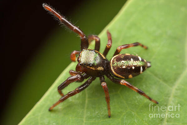 Wall Art featuring the photograph Jumping Spider Paraphidippus Aurantius I by Clarence Holmes