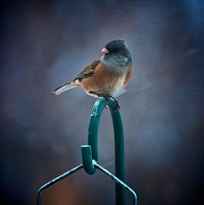 Wall Art - Photograph - Junco by Britt Runyon
