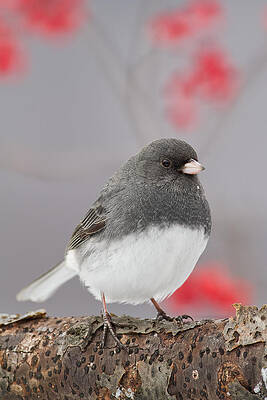 Junco in habitat by Colin Clement