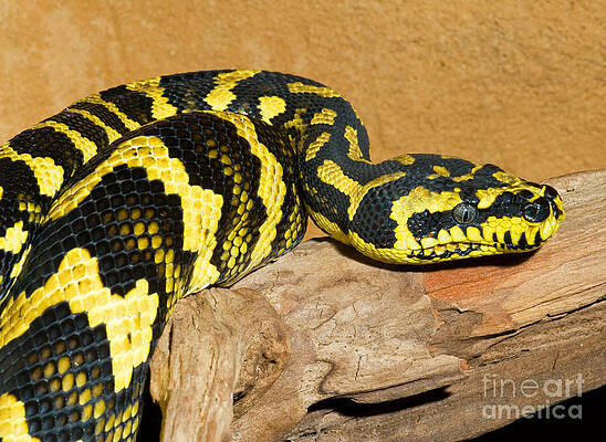Wall Art - Photograph - Jungle Carpet Python by Millard H. Sharp