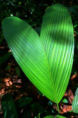 Jungle Heart by Julia Ivanovna Willhite Jungle Heart by Julia Ivanovna Willhite