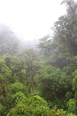 Jungle Mist by James Knight Jungle Mist by James Knight