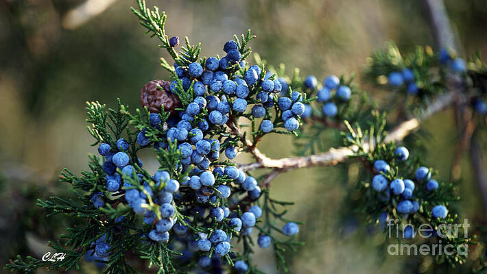 Juniper Berries by Crystal Harman Juniper Berries by Crystal Harman