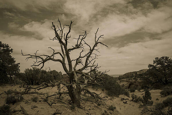 Wall Art - Photograph - Juniper Tree Utah by Jonathan Davison
