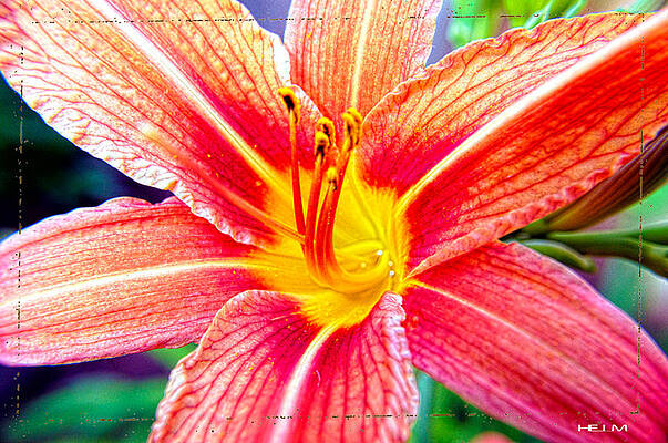 Just another Day Lilly by Mayhem Mediums Just another Day Lilly by Mayhem Mediums