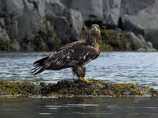 Juvenile Bald Eagle at low tide by Will LaVigne Juvenile Bald Eagle at low tide by Will LaVigne