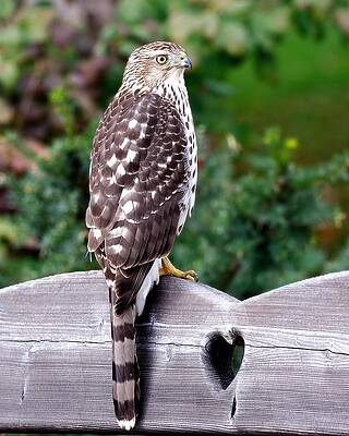 Juvenile Cooper's Hawk 1 by Richard Oliver Juvenile Cooper's Hawk 1 by Richard Oliver