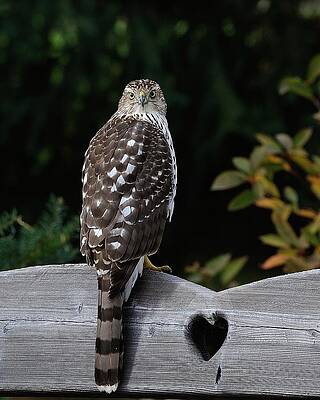 Juvenile Cooper's Hawk 2 by Richard Oliver Juvenile Cooper's Hawk 2 by Richard Oliver