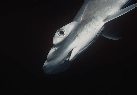 Wall Art - Photograph - Juvenile Hammerhead Shark by Jeff Rotman